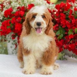 Rusty (socialization program grad) - Red male Bernedoodle puppy in Dundee, Ohio from Down Home Doodle