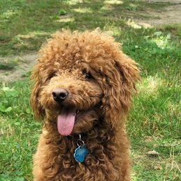 Poodles from Mitchell's Canine Companions