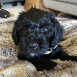 WolfPup - Black male Labradoodle puppy in Anaconda, Montana from Daisy's Labradoodles