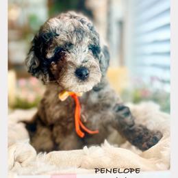 PENELOPE - Merle female Goldendoodle puppy in Houston, Texas from Pia’s Doodle Poodle Wag