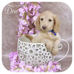 DEW - AKC  2800 - Cream male Dachshund puppy in Graceville, Florida from Misty's 101 Doxies