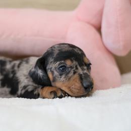 Coco - Dapple female Dachshund puppy in Jurupa Valley, California from Divine Doxies