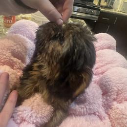 Beauty - Tan and white female Yorkshire Terrier puppy in Riverside, California from Playful teacups Yorkshire