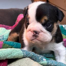 Sadie - Black tri-color female Bulldog puppy in Seattle, Washington from mama Myra bulldogs