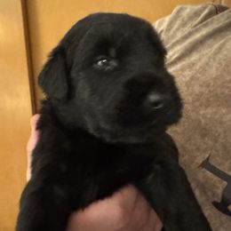 No name yet - Black male Giant Schnauzer puppy in North Royalton, Ohio from Mandy’s Giant Schnauzers