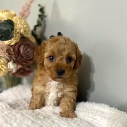 Girl 2 purple collar - Red  female Poodle puppy in Johnson City, Tennessee from Northeast TN Standard and Mini/Toy Poodles