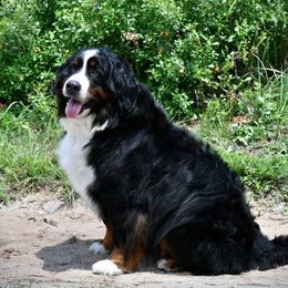 Daisy - Bernese Mountain Dog