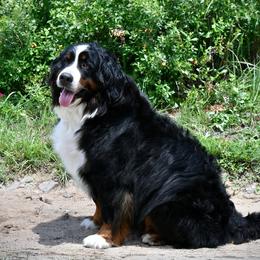 Daisy - Bernese Mountain Dog