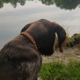 Wirehaired Pointing Griffon Puppies from Harmony Hills Griffons