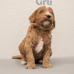Gru - Red  male Goldendoodle puppy in College Station, Texas from Em & El Doodles
