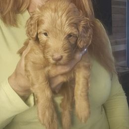 Florence (female moyen poodle) - Red  female Poodle puppy in Ocala, Florida from Jaydas Lil Jewels