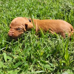 Vizsla Puppies from Western Tennessee Vizslas