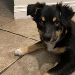 Bingo - Australian Shepherd puppy from KMooreAussies