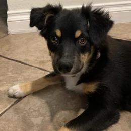 Bingo - Australian Shepherd puppy from KMooreAussies
