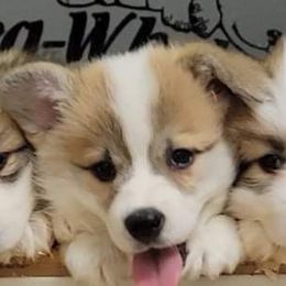 Pembroke Welsh Corgi Puppies from Breyerwood Corgis