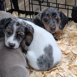 Piebald dapple - Black and tan male Dachshund puppy in Spring Hope, North Carolina from Hogan’s Lowrider Hounds