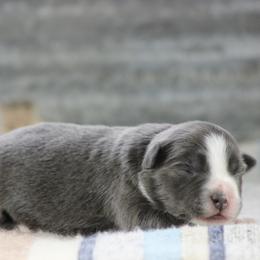 Sapphire - Dilute blue female Australian Shepherd puppy in Quapaw, Oklahoma from Rocky Hill Aussies