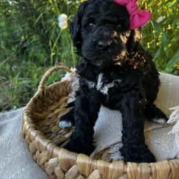 Goldendoodle Puppies from Dandelion Lane Doodles