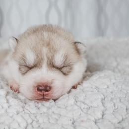 Siberian Husky Puppies from North River Siberians