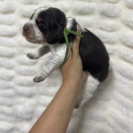 Green boy - Tri-Roan male English Springer Spaniel puppy in Fairfield, California from Goldridge Springers