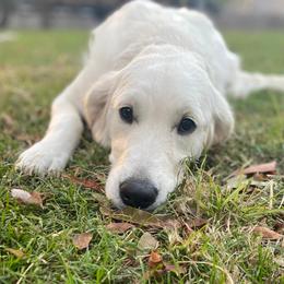 Harper - Golden Retriever