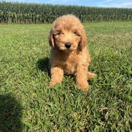 Rio - 7360 - Apricot male Goldendoodle puppy in Wever, Iowa from JK Royal Lines