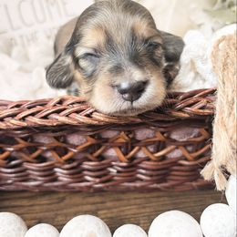 Maple 3500 - Cream female Dachshund puppy in Sylvania, Alabama from Yancey’s Doxies
