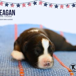 Reagan- BTM - Black tri male Miniature Australian Shepherd puppy in Nacogdoches, Texas from TK Standard, Mini, & Toy Aussies