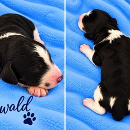 Oswald - Parti male Poodle puppy in Cleburne, Texas from Lone Star Standard Poodles LLC