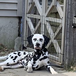 Dalmatian Puppies from Gooddog