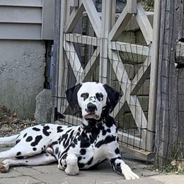 Dalmatian Puppies from Gooddog
