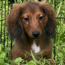 Red boy - Red male Dachshund puppy in Alice, Texas from Crimson’s longhair Dachshunds
