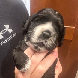 Royalty - Black and white male Cocker Spaniel puppy in Columbia, South Carolina from Fleur de Lis Cockers- Cuchna Cockers