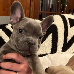 Sid - Blue male French Bulldog puppy in Chesapeake, Virginia from Pardon My Frenchies
