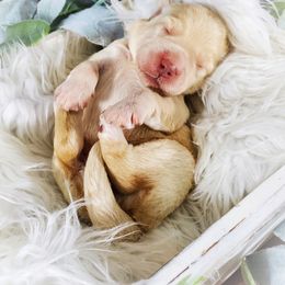 Dilute Retriever and Labradoodle Puppies from Von Bussler Labradoodles & Retrievers