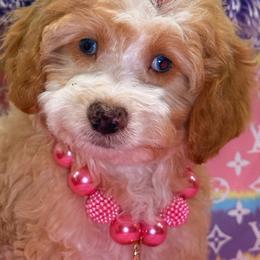 Mimi - Apricot female Cavapoo puppy in Cooper City, Florida from Jenny La Bone