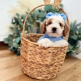 Goldendoodle Puppies from The Puppy Nest
