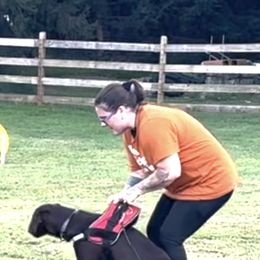 Labrador Retriever Puppies from Rose Gold Retrievers