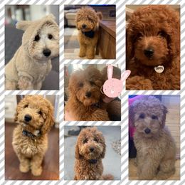Bernedoodle and Goldendoodle Puppies from I Dream of Doodles