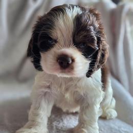 Yellow - Liver and white male Shih Tzu puppy in Jenks, Oklahoma from Northstar Shih Tzu