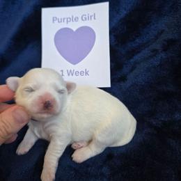 Purple Girl - White female Maltipoo puppy in Sahuarita, Arizona from Cowgirl's Legacy Maltipoos