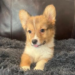 KM M3 - Sable male Pembroke Welsh Corgi puppy in Stockton, Iowa from Infinity Corgis