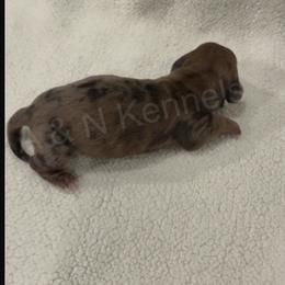 Male 1 - Dapple male Dachshund puppy in Brandon, Mississippi from A & N Kennels