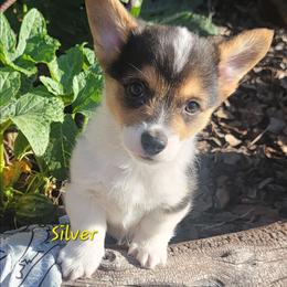 Silver bandana boy - Black and tan male Pembroke Welsh Corgi puppy in Cherokee, Oklahoma from MCS Farms-OK