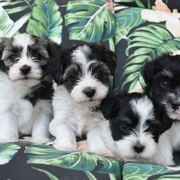 Havanese Puppies from Hoppy Havanese