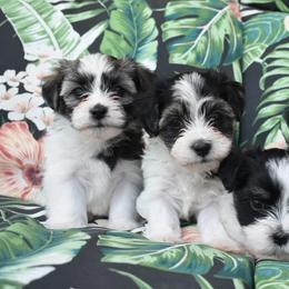 Havanese Puppies from Hoppy Havanese
