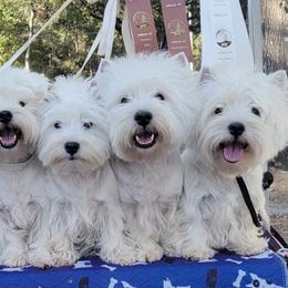 Japanese Chins and West Highland White Terriers from kennel ASTRAGUS