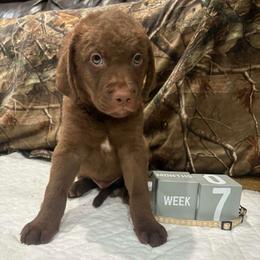 White Dot - Brown male Chesapeake Bay Retriever puppy in Wisconsin Dells, Wisconsin from Kilbourn Chesapeakes