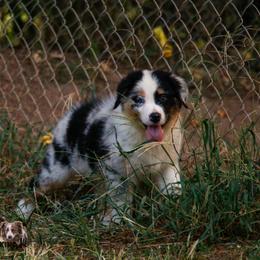 BMM - Blue merle male Australian Shepherd puppy in Rutledge, Tennessee from Kicking K Australian Shepherds