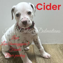Cider - White and liver brown Dalmatian puppy in Pocatello, Idaho from High Caliber Dalmatians